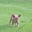 대한켄넬 이미지