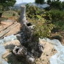 느티나무농원 이미지