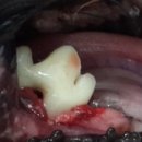 와이즈24시 동물병원 이미지