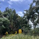 태리농장 | 오키나와 파인애플파크 솔직 후기 | 자동카트·더위·아이반응까지 현실 리뷰