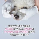 강아지컨넬