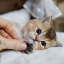 천안고양이 분양 냥블리 이미지