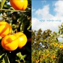 제주 조아통나무펜션 네이버블로그