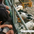 석기목장 이미지