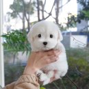 미유펫 강아지애견미용 이미지