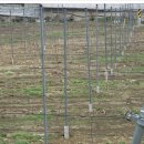 금화농원 이미지