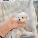 도그마루 고양이강아지 청주점 이미지