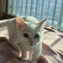 캣초딩 고양이분양 김포구래점 | 또 하나의 새로운 식구, 오드아이 화이트 먼치킨 솜뭉치 (feat. 캣초딩 김포구래점)