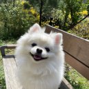 대구 펫 택시 이미지