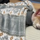 보드레 애견미용실 이미지