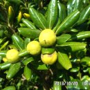 등대와올레길 이미지