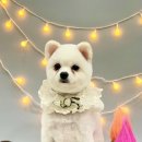 킴스펫살롱 이미지