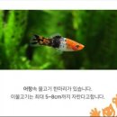 코이(Koi)