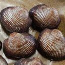 오병이어 이미지