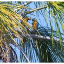 새들농장 이미지