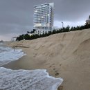 경포파인 이미지