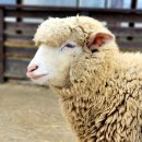 양평양떼목장 이미지