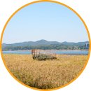 서천주차장 | 충남 서천 신성리 갈대밭 영화촬영지 가을 여행지 추천 가볼만한곳