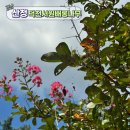 1576 | 경남 산청 덕천서원 배롱나무 4번째 방문 후기 올해 유난히 늦은 개화