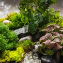 테라리움A 이미지