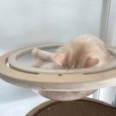 묘향헤어 | 고양이용품 묘향 캣닢스프레이 초보 고양이집사...스프레이로 편하게 고양이스트레스 관리, 찐반응후기!