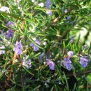 로즈마리(Rosemary) 집중향상, 활력주는 상쾌함 이미지