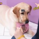 펫을 부탁해 이미지