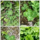 크로바농산물 이미지