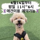 The 빛나개 이미지