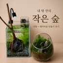 물생활 입문 첫 어항 만들기, 안산 '요나쿠아' 테라리움 원데이클래스 후기