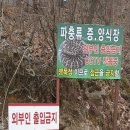 대마제 이미지