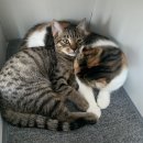 뽀끼팡팡 이미지