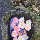 꽃강아지 | 제주 I 서쪽 가볼만한 곳 카멜리아힐 제주 겨울 방문 후기(+동백꽃, 강아지 동반, 유모차 대여)