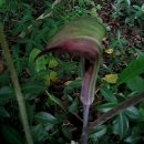 (큰?)천남성 동영상 - Jack-in-the-Pulpit (일명 인디언 무(Indian Turnip)) 이미지