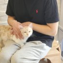 오묘 고양이카페호텔미용 이미지