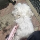 고척 원 동물의료센터 이미지