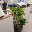 배곧아브뉴프랑센트럴오렌지 이미지