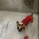 쿨펫이마트 목동점 동물병원 이미지