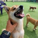 공감애견학교 이미지