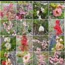 미선농장 2 이미지