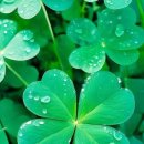네잎클로버 이미지