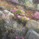 삽시도팬션나라 이미지