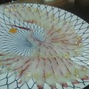 학-비상 이미지