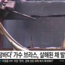 "람바다" 가수 '브라스' 살해된 채 발견 이미지