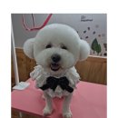 신라애펫 - 용인시 처인구 포곡로 287 | 신라애펫