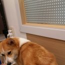 강아지song 이미지