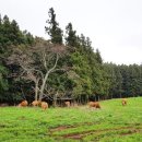 천마목장 이미지