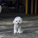 라이크테테 이미지