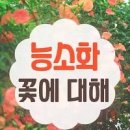 능소화 꽃 개화시기 이름 뜻 꽃말 총정리 이미지