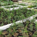 에메랄드그린 이미지